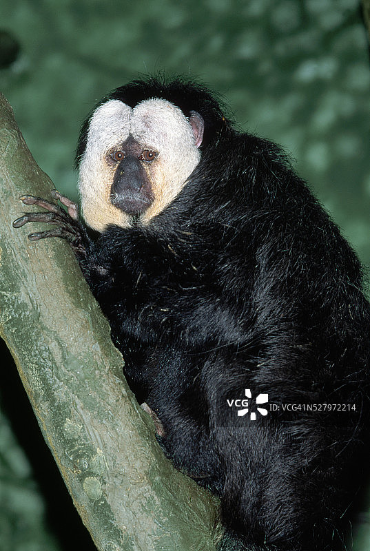 白面僧面猴图片素材