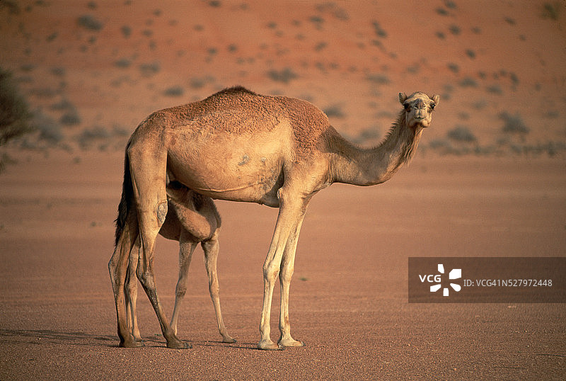 单峰骆驼和婴儿图片素材