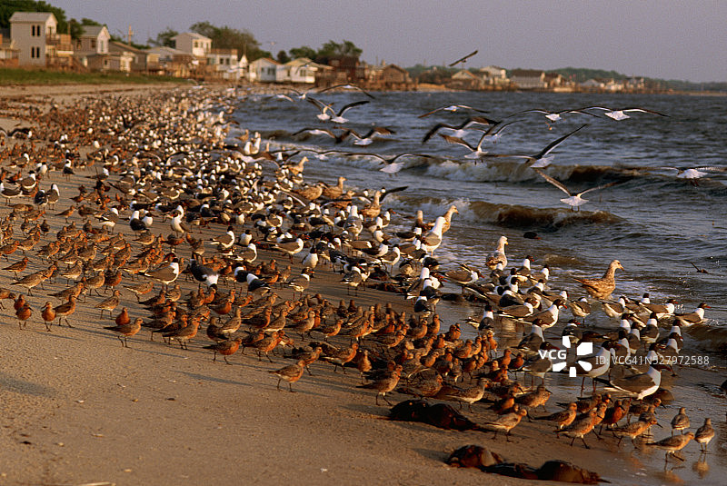 海滩上的海鸥和水鸟群图片素材
