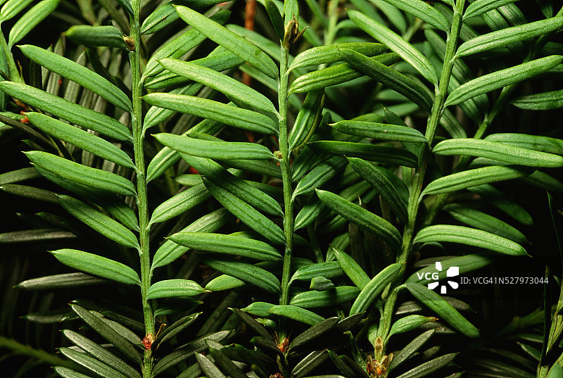 太平洋红豆杉针叶特写图片素材