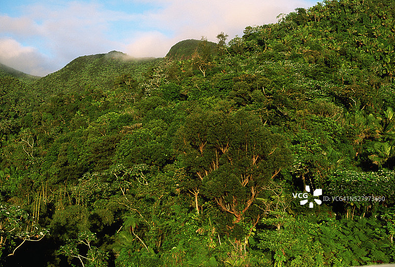 阳光下的山脉和雨林图片素材