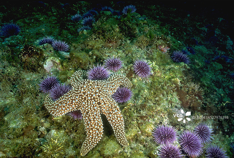 海星捕食紫色海胆图片素材