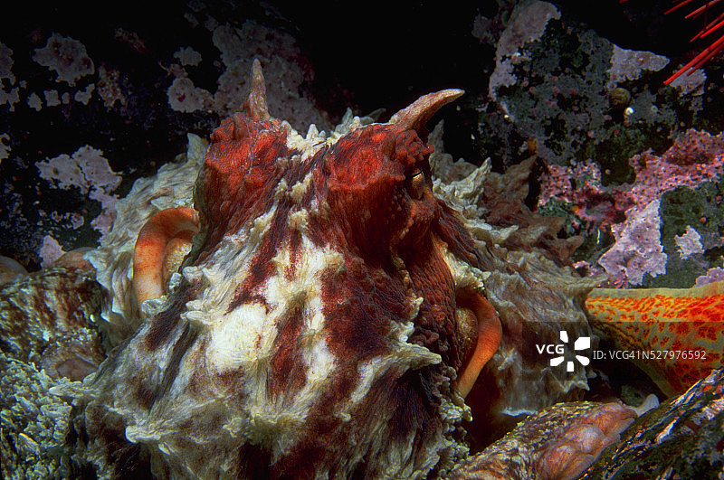 巨型太平洋章鱼特写图片素材