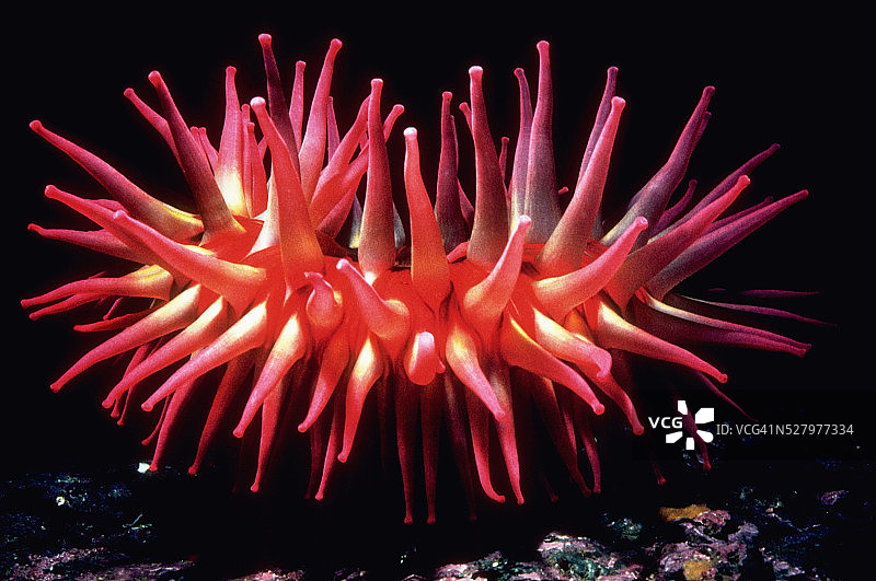 红橙色食鱼海葵图片素材