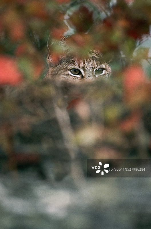 隐藏在树叶中的短尾猫的眼睛图片素材