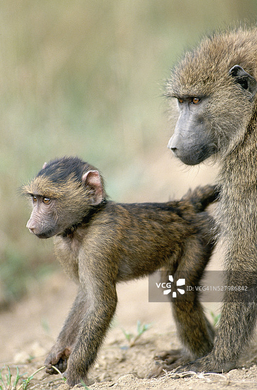 年轻的橄榄狒狒图片素材