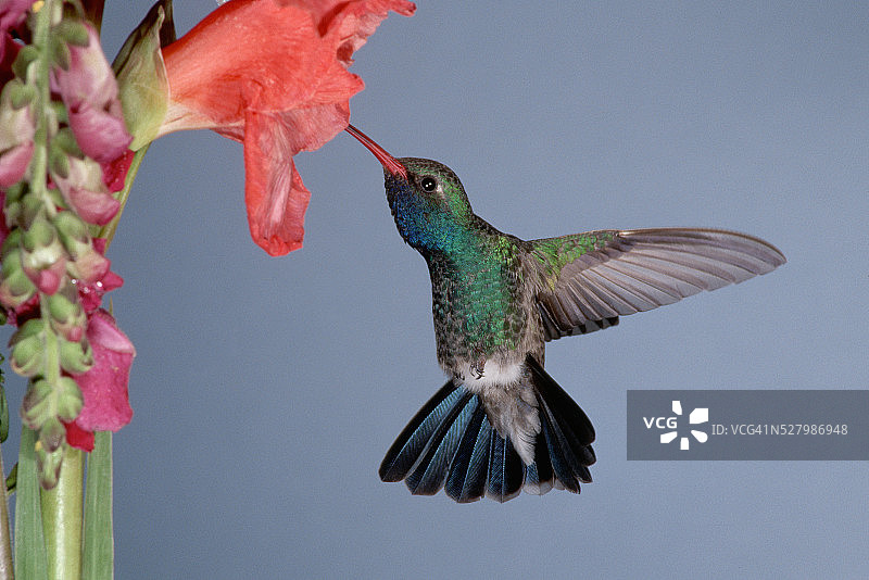 宽嘴蜂鸟吸食花蜜图片素材