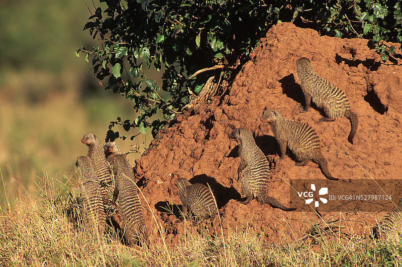 洞穴周围的条纹獴图片素材