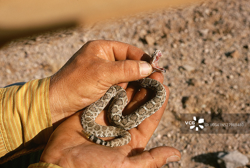 掰开蛇的嘴图片素材