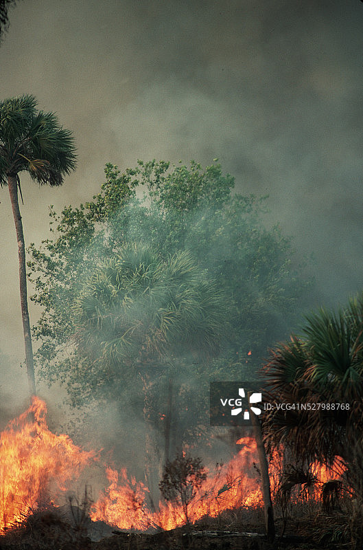 野火和浓烟吞噬树木图片素材