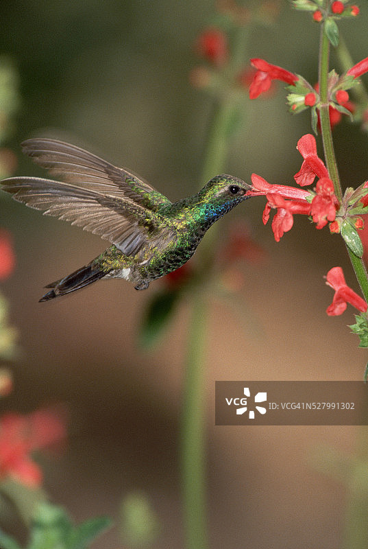 宽嘴蜂鸟吸食花蜜图片素材