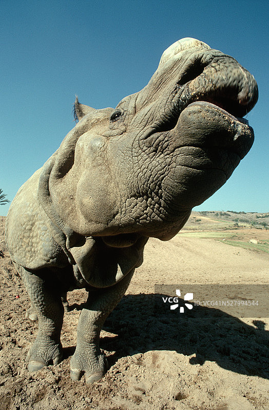 印度犀图片素材