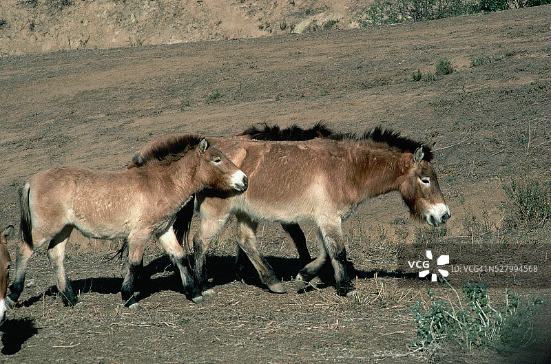 母普氏野马和小马图片素材