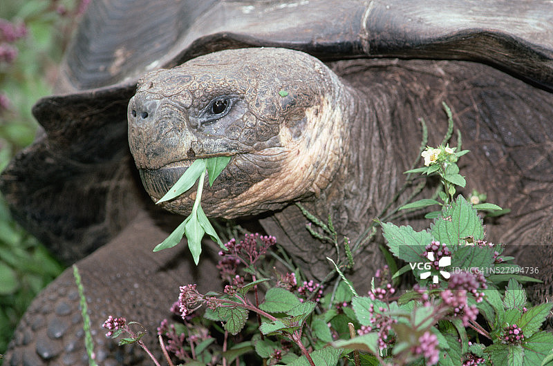加拉帕戈斯象龟进食图片素材