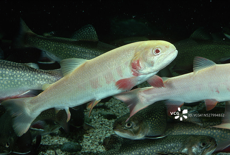 白化河鳟图片素材