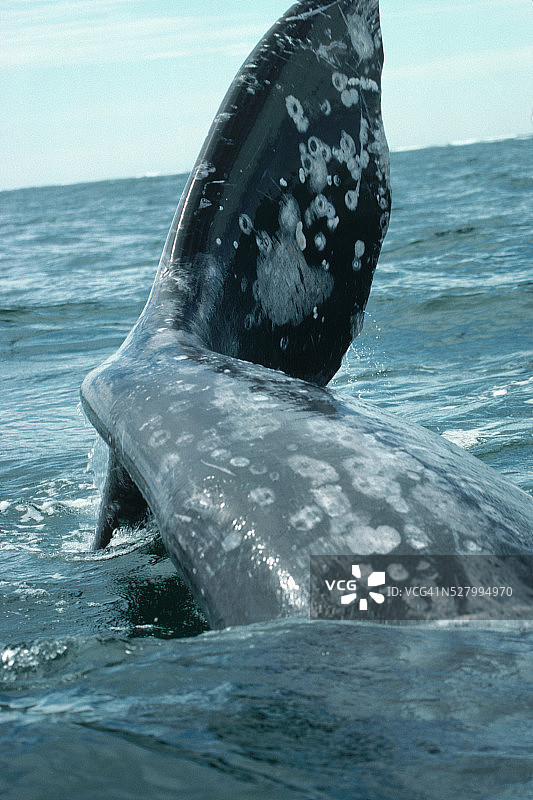 灰鲸尾叶图片素材