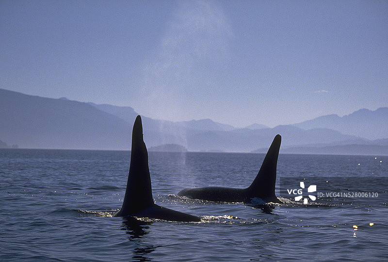 华盛顿州圣胡安群岛附近的虎鲸图片素材