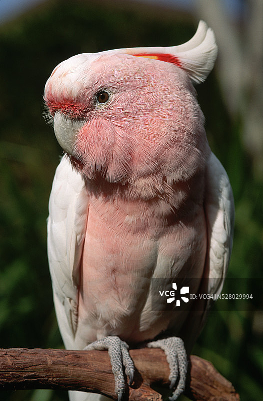 粉色凤头鹦鹉图片素材