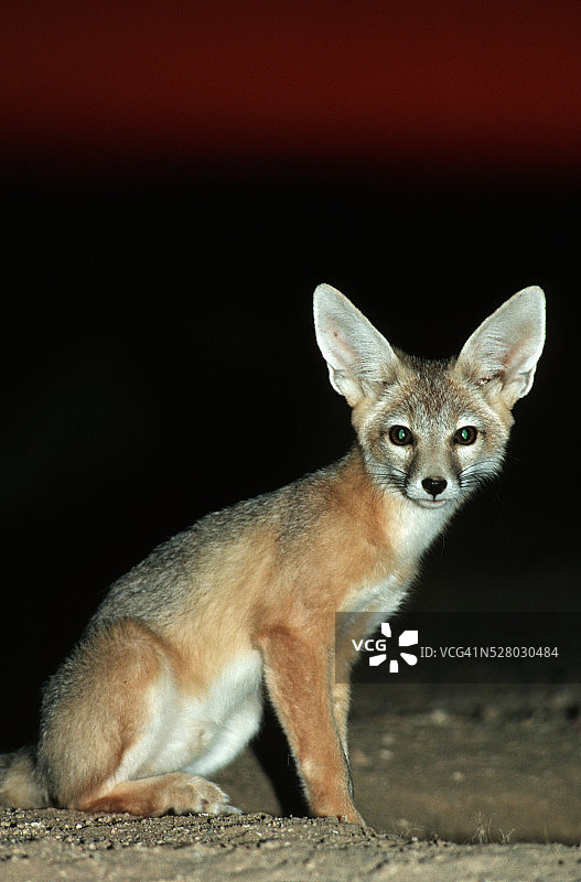 莫哈韦沙漠中的沙漠狐图片素材