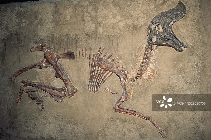 白垩纪赖氏龙恐龙化石图片素材