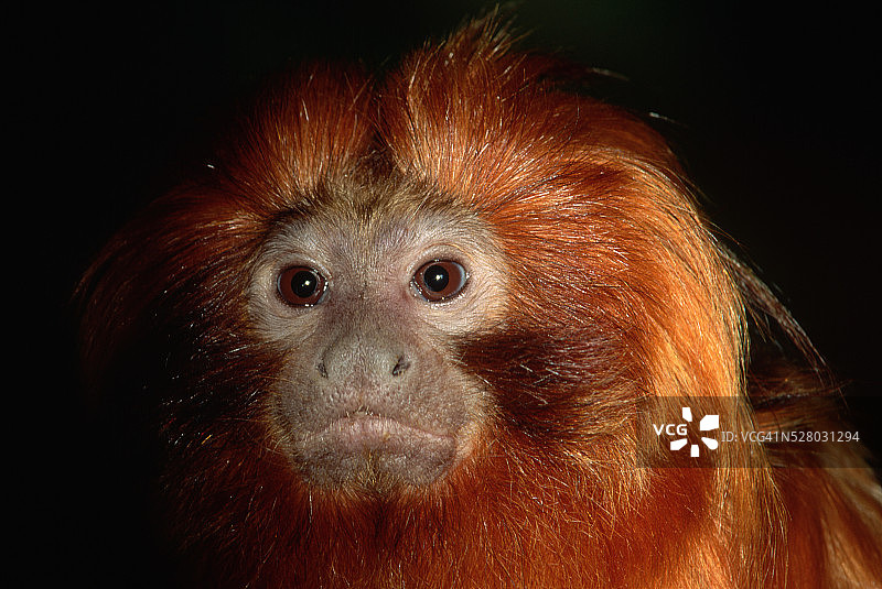 金狮面狨图片素材