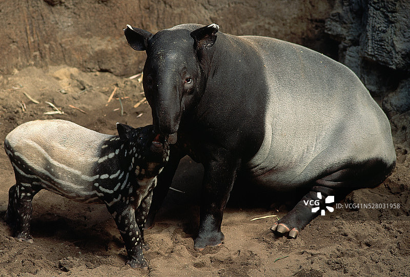 马来貘与幼崽图片素材
