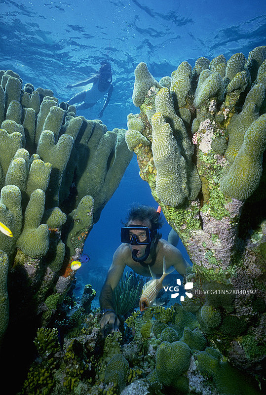 潜水者与柱珊瑚图片素材