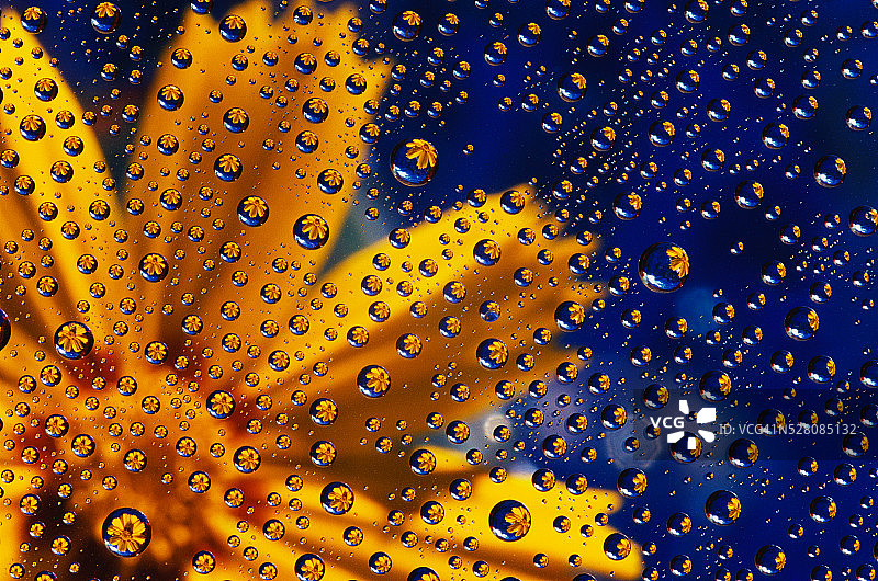 露珠中反射的黄色花朵图片素材