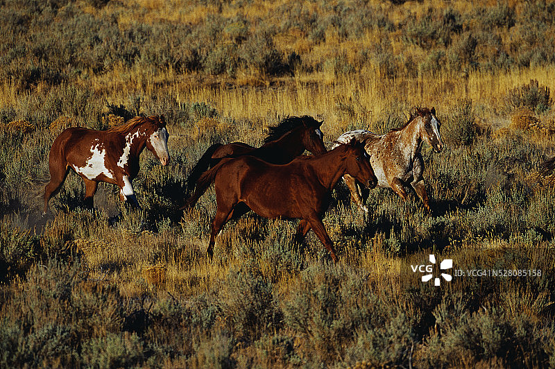 在灌木丛中奔驰的马图片素材