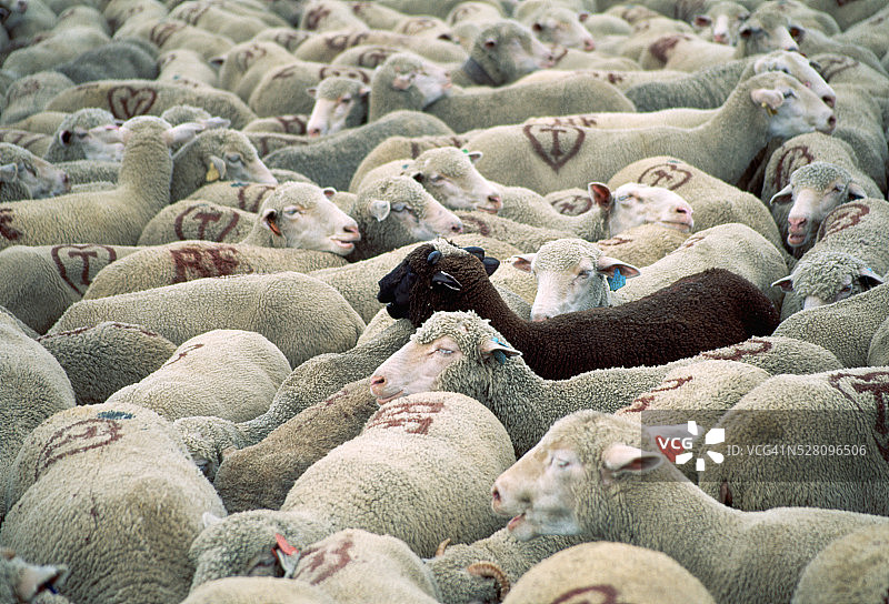 白色羊群中的黑羊图片素材