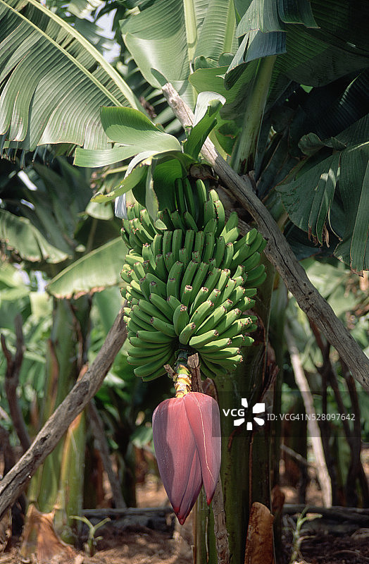 香蕉花和果实图片素材