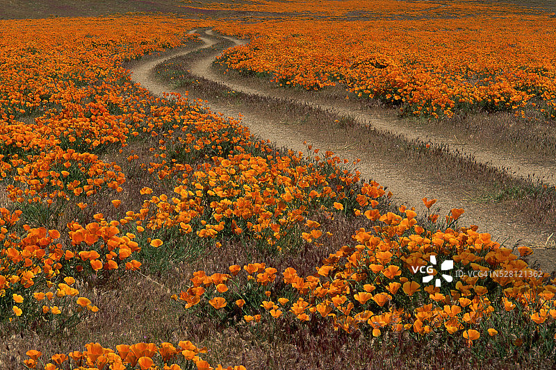 加州罂粟花田图片素材