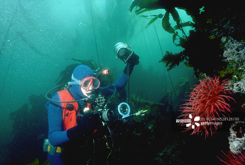 潜水捕捞食鱼海葵图片素材