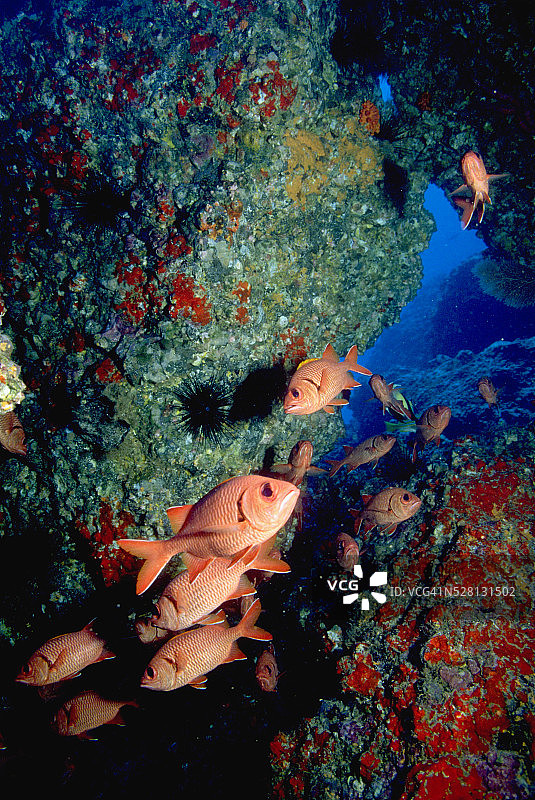 科科斯岛的 Soldierfish图片素材