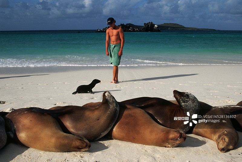 游客观看海狮图片素材