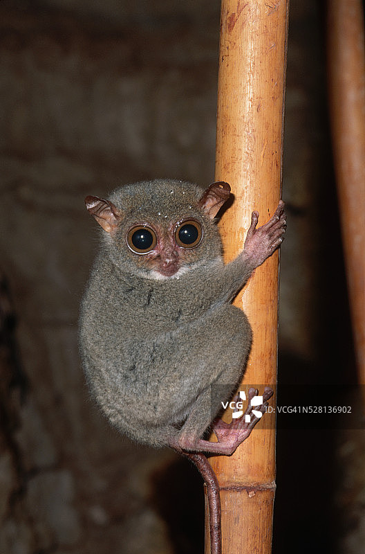 眼镜猴在竹子上图片素材
