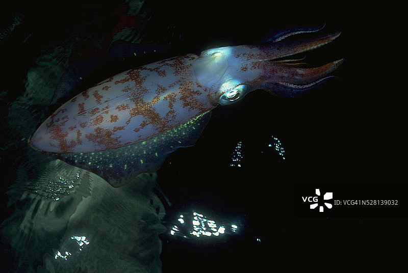 加勒比海礁鱿鱼图片素材