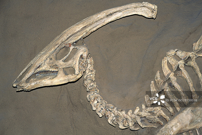 副栉龙恐龙化石图片素材