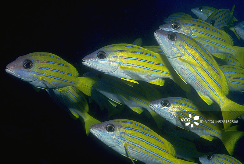 蓝纹笛鲷图片素材