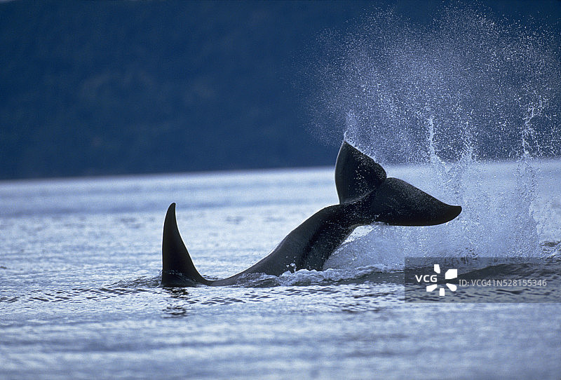 虎鲸展示拍尾行为图片素材