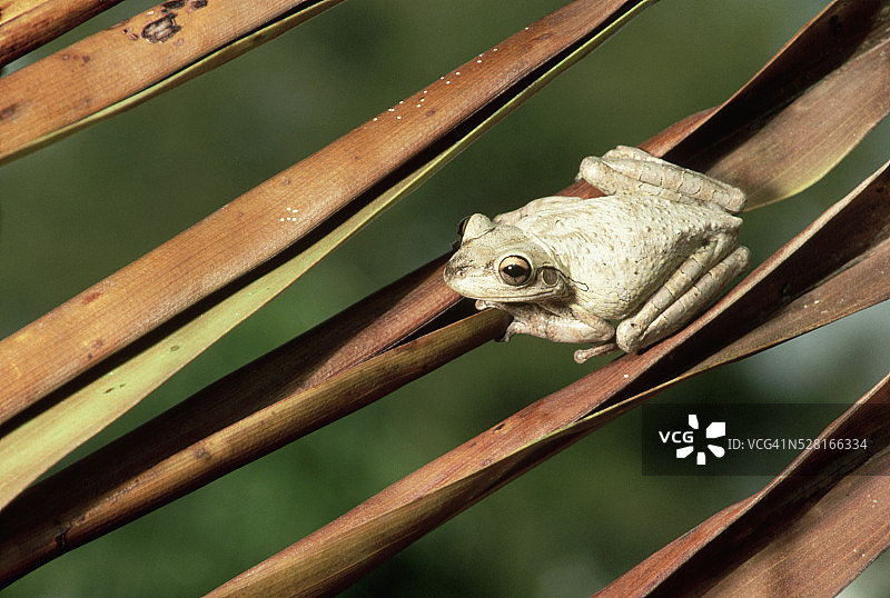 古巴树蛙在芦苇上图片素材