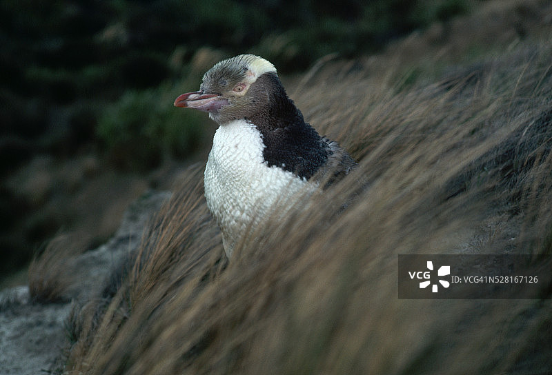 黄眼企鹅与黄色草地图片素材