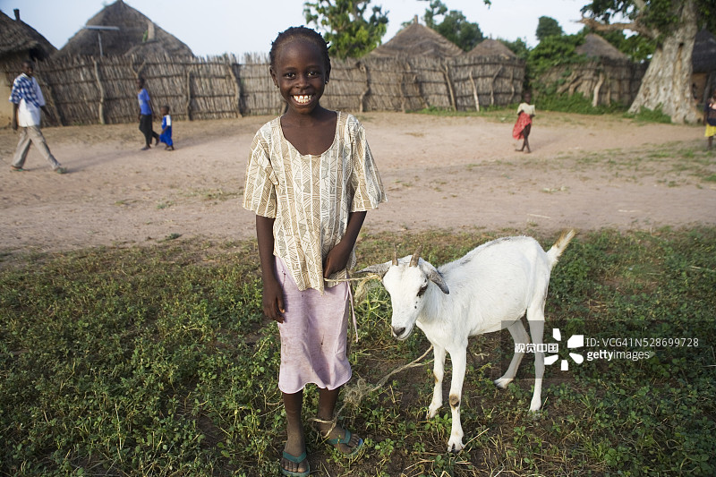 塞内加尔乡村女孩与山羊图片素材