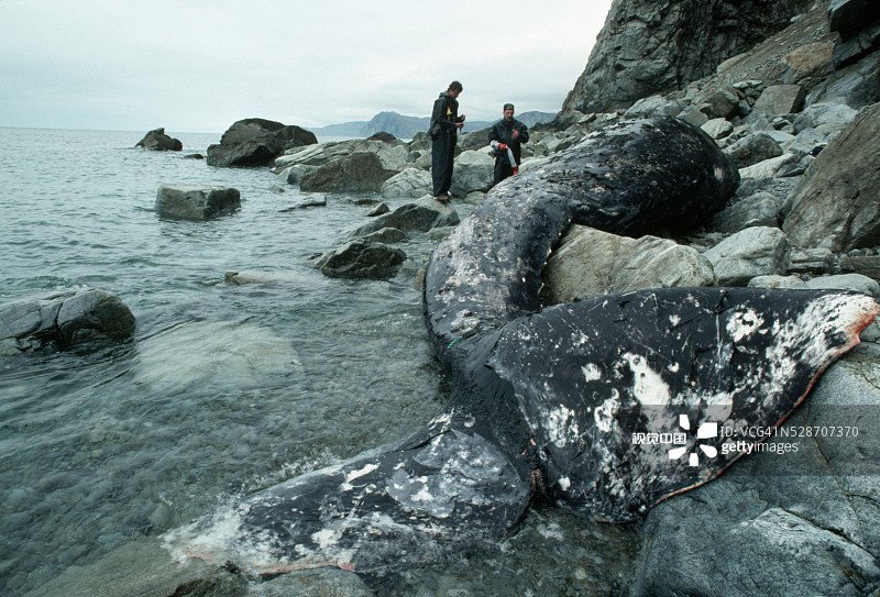 检查灰鲸的科学家图片素材