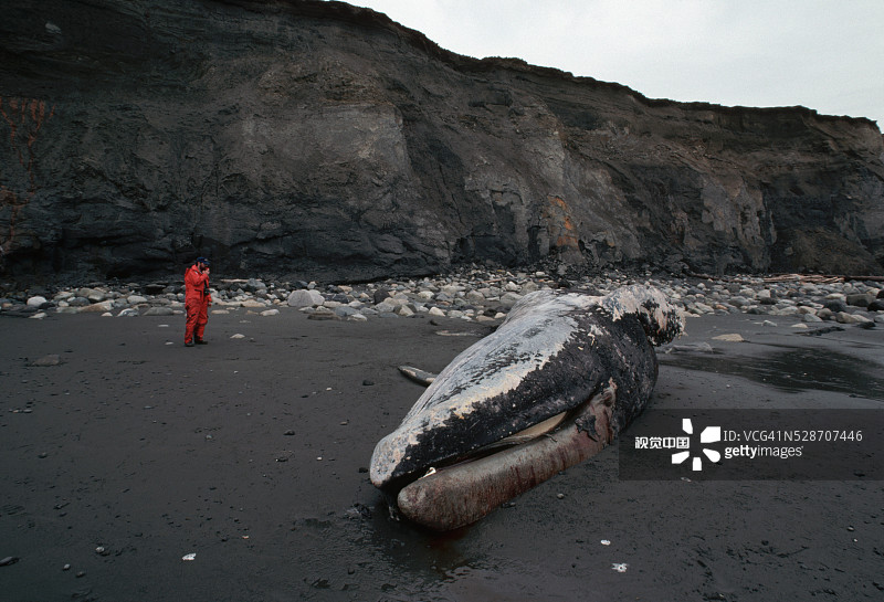 男人观察搁浅的灰鲸图片素材
