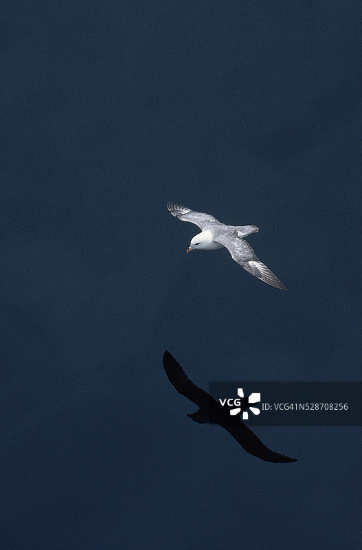 低空飞行的北极海燕图片素材