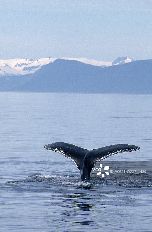 座头鲸的尾叶消失在弗雷德里克海峡图片素材