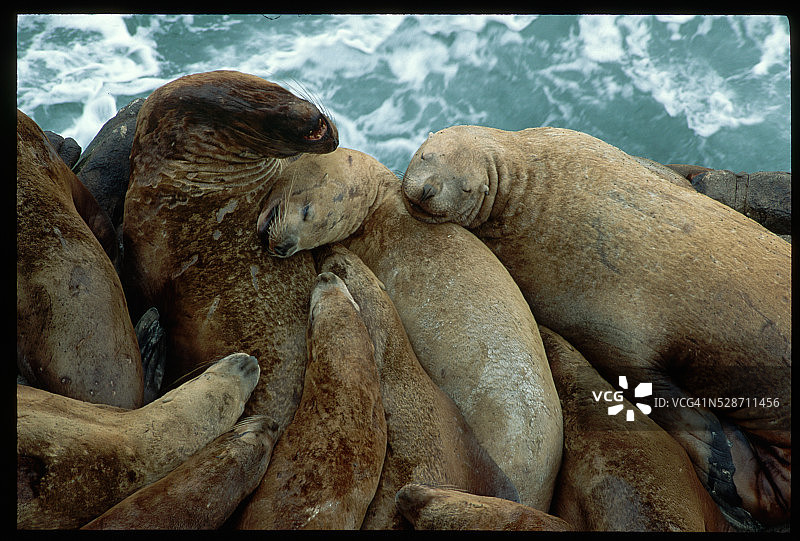 熟睡的斯泰勒海狮图片素材