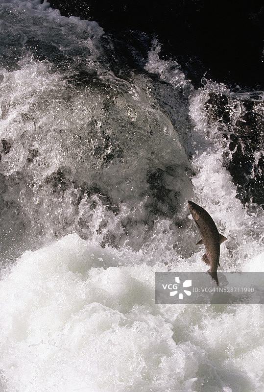 银鲑鱼跃过索尔杜克河瀑布图片素材