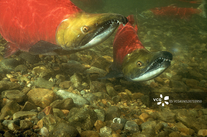 准备产卵的雄性红眼鲑鱼图片素材